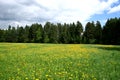 Meadow and dandelions.