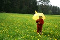 Meadow and dandelions.