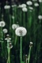 Meadow dandelions on the background of green grass. Copy space. Wallpaper. Selective focus