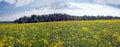 Meadow with dandelions and lucerne