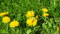 Meadow Of Dandelions Panorama with honey bee. Taraxacum is a large genus of flowering plants in the family Asteraceae