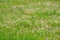 Meadow of dandelions