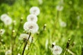 Meadow of Dandelions. Summer background. Royalty Free Stock Photo