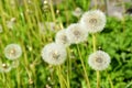 A meadow with dandelions.