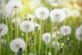 A meadow of dandelions. Sunset or sunrise Royalty Free Stock Photo