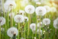 A meadow of dandelions. Sunset or sunrise