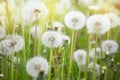 A meadow of dandelions. Sunset or sunrise Royalty Free Stock Photo