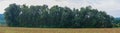 Meadow and deciduous forest, panorama Royalty Free Stock Photo