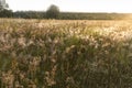 Meadow with dew and spider webs at sunrise