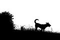 Meadow dog silhouette Royalty Free Stock Photo