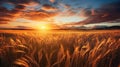 a meadow dominated by the gentle sway of wheatgrass, illuminated by the soft rays of the setting sun