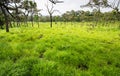Meadow in dry dipterocarp forest Royalty Free Stock Photo