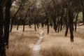 Meadow with dry grass, pines, holm oaks, with path