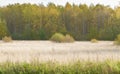 Meadow on the edge of the forest.