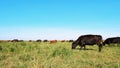 in meadow, on farm, big brown and black pedigree, breeding cows, bulls are grazing. Cattle for meat production in Royalty Free Stock Photo