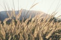 Meadow Feild Outdoor Nature Background Background Royalty Free Stock Photo