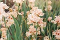 meadow or field blooming light pink iris Flower Royalty Free Stock Photo