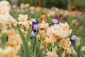 meadow or field blooming multicolored iris Flower Royalty Free Stock Photo