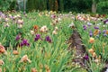 meadow or field blooming multicolored iris Flower Royalty Free Stock Photo