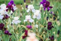 meadow or field blooming multicolored iris Royalty Free Stock Photo