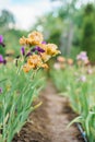 meadow or field blooming multicolored iris Flower On Blurred Natural Green Background. Royalty Free Stock Photo