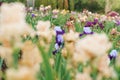 meadow or field blooming multicolored iris Flower Royalty Free Stock Photo