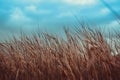 Meadow field in brown tone and blue sky background Royalty Free Stock Photo