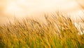 Meadow field in brown tone and blue sky background Royalty Free Stock Photo