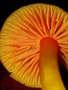 Meadow field common mushrooms Royalty Free Stock Photo