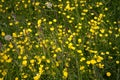 Buttercup flowers in bloom on green meadow. Springtime. Vivid yellow flowers background. Common buttercup. Royalty Free Stock Photo