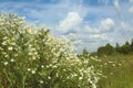 Meadow and field landscape in Sunny summer weather Royalty Free Stock Photo