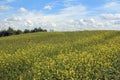 Meadow and field landscape in Sunny summer weather Royalty Free Stock Photo