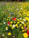 Meadow field of mixed wild flowers daisy poppy