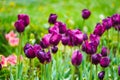 Meadow or field of pale pink tulips on blurred background of old city. Spring blossom flower bed in city landscape,selective focus