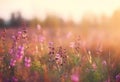 Meadow field purple flowers blossom. Generate Ai