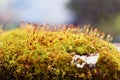 Bush moss nature plant forest growth freshness low-section environment grass beauty-in-nature leaf microphotography scenic-nature