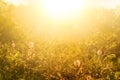 Meadow fields at morning sunrise abstract nature background