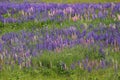 Meadow filled with colorful lupines (Lupinus polyphyllus)