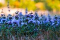 Meadow filled with purple pennyroyal flowers in late afternoon light, blurred bokeh