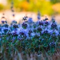 Meadow filled with purple pennyroyal flowers in late afternoon light, blurred bokeh