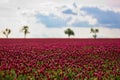 Meadow flover red clouds trees