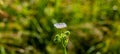 Meadow flower covered with drops of dew on a blurred background Royalty Free Stock Photo