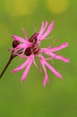 Meadow flower Ragged Robin Lychnis flos-cuculi