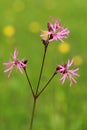 Meadow flower Ragged Robin Lychnis flos-cuculi