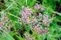 Meadow flower yarrow on natural background