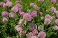 meadow with flowering clover
