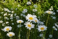 Meadow with flowering daisies in summer sunny day. White petals and yellow cores of chamomiles Royalty Free Stock Photo