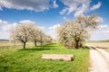 Meadow with flowering fruit trees Royalty Free Stock Photo