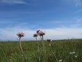 Meadow flowers against blue sky