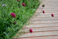 Meadow flowers against a wooden terrace wall red green bloom knautia macedonica Royalty Free Stock Photo